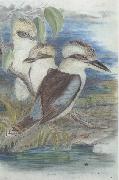 John Gould Great Brown Kingfisher (Dacelo gigantiea) oil on canvas